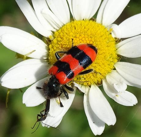 Réf. 193 765 : Trichodes apiarius